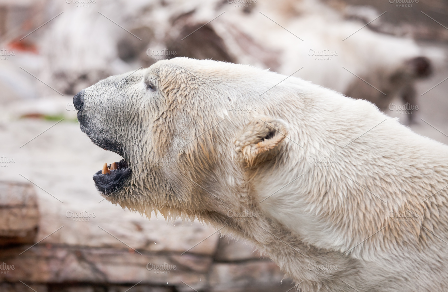 polar bear snarling