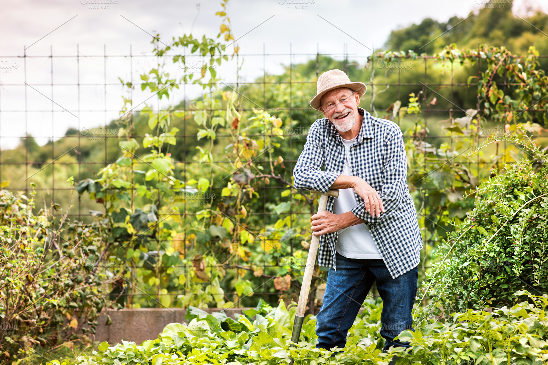 Senior man gardening in the backyard garden. | High-Quality People ...