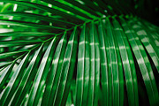 Green tropical palm leaf featuring plant, tree, and garden | Nature ...