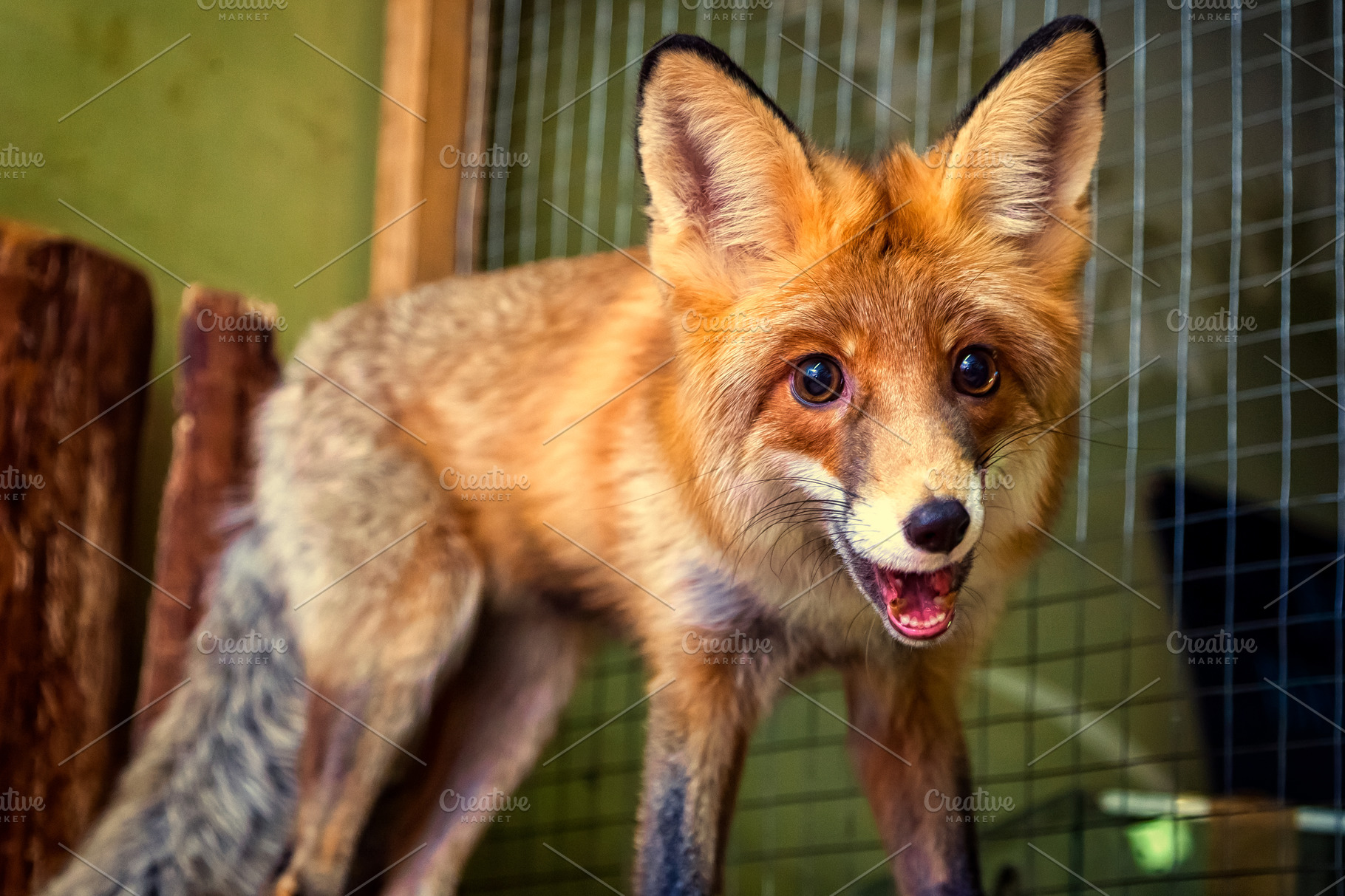 beautiful brown fox | High-Quality Animal Stock Photos ~ Creative Market