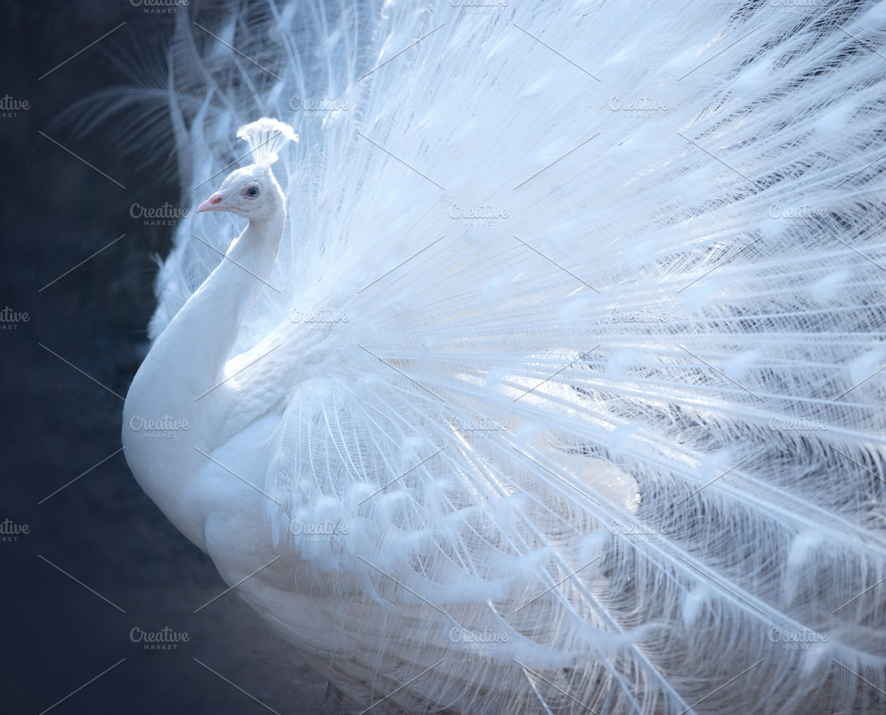 White Peacock Containing Beauty Grace And Neat High Quality Animal Stock Photos Creative Market