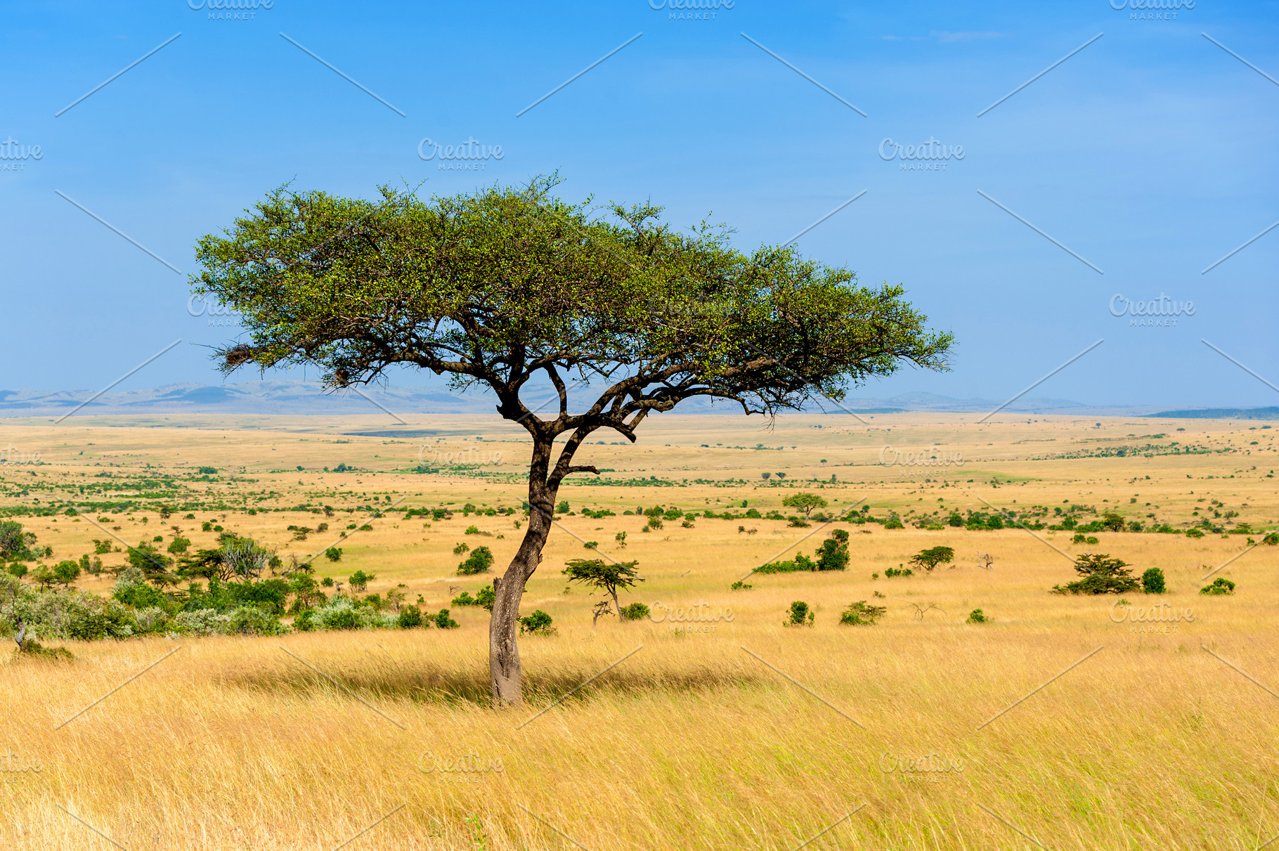 Savannah landscape featuring africa, tree, and nature | Nature Stock ...