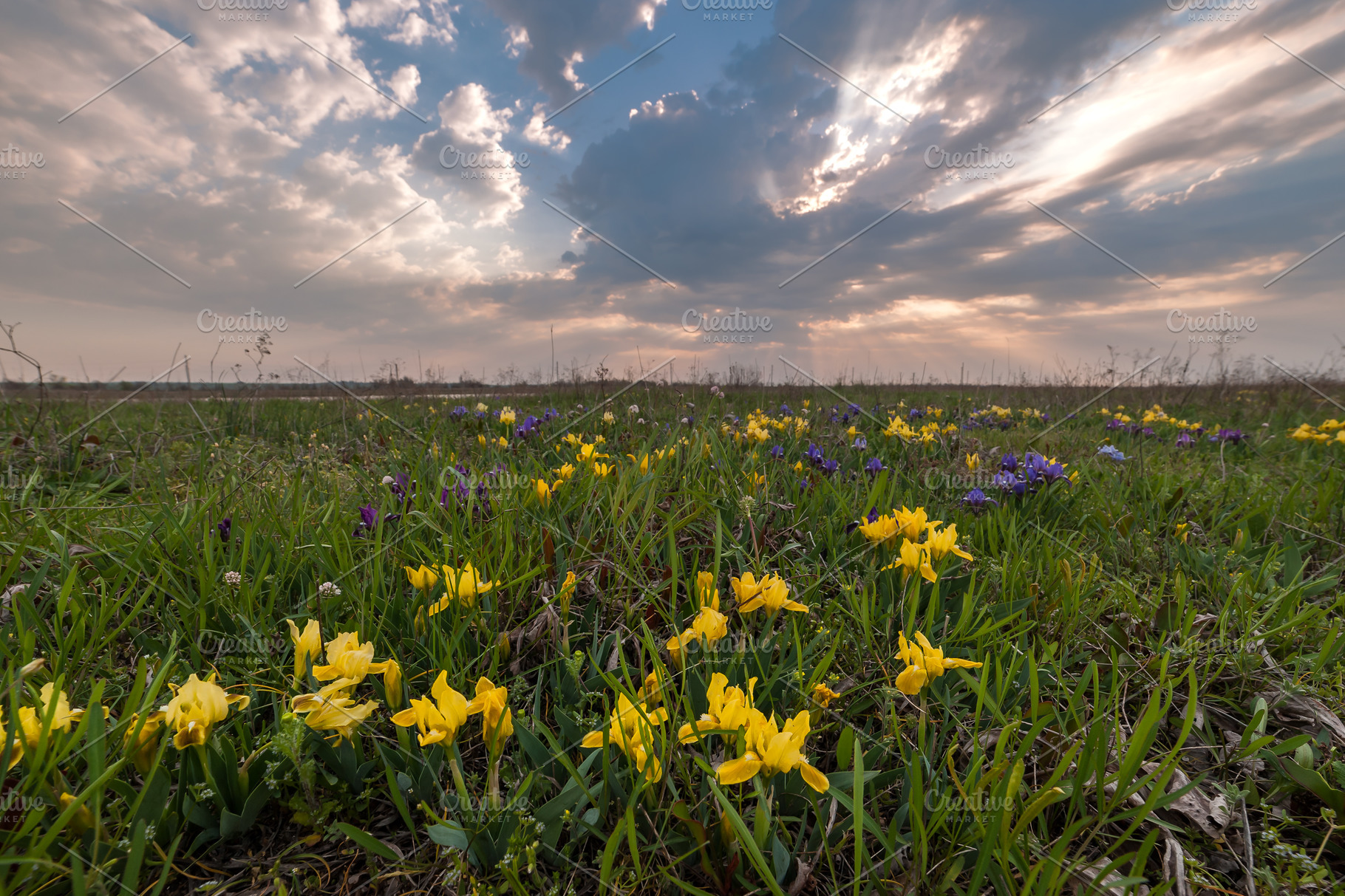 Landscape With Iris Stock Photo Containing Art And Background High Quality Nature Stock Photos Creative Market