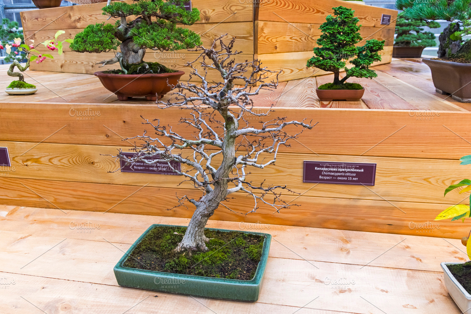  Bonsai  tree Carpinus turczaninovi High Quality Nature 