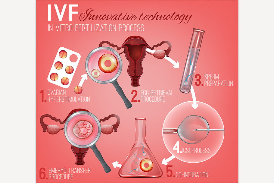 Embryo Development | Pre-Designed Illustrator Graphics ~ Creative Market