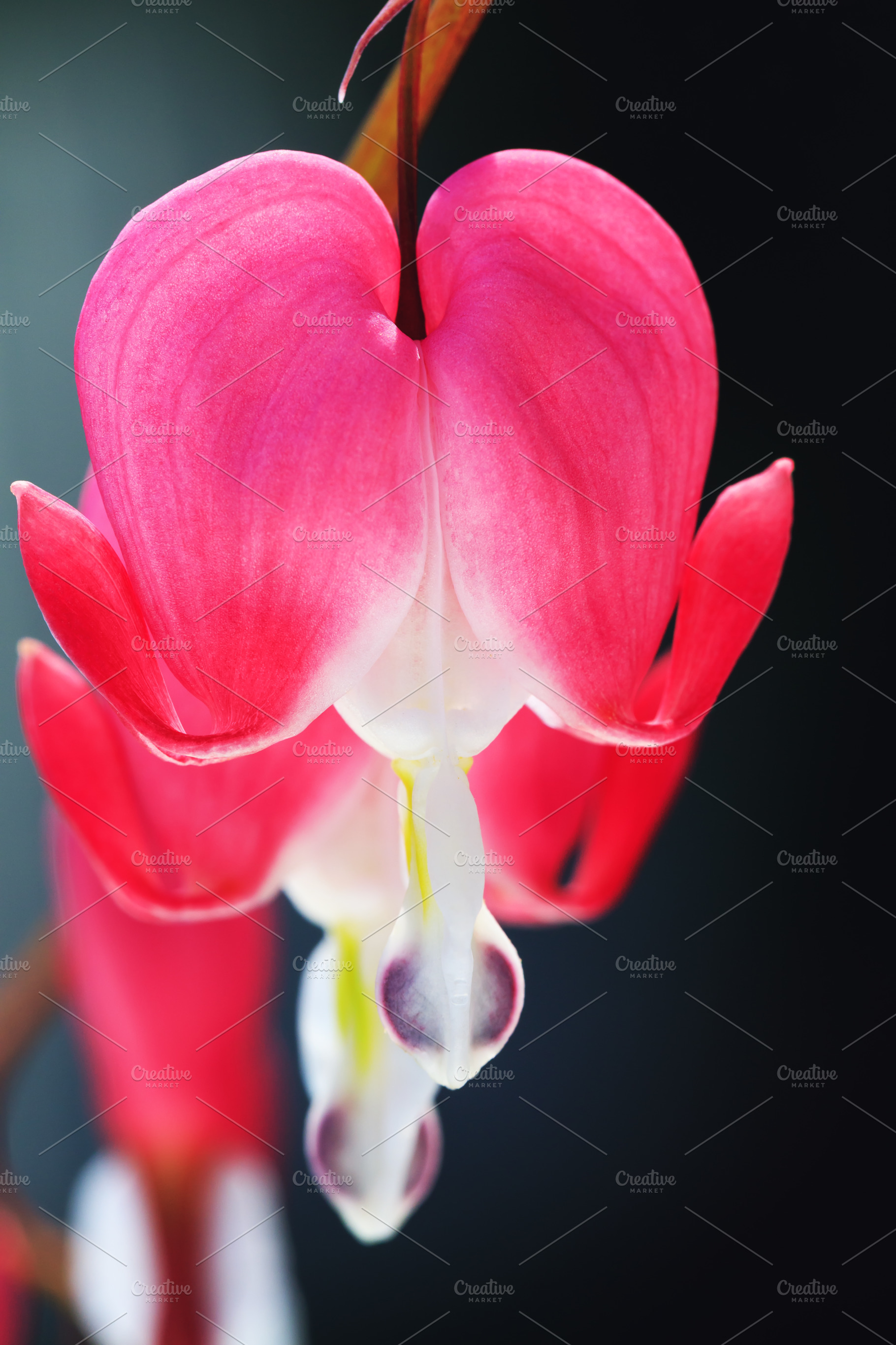 Broken heart flower in close up | Nature Stock Photos ~ Creative Market