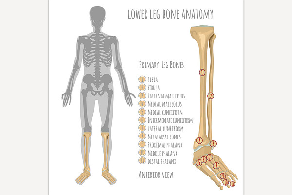 Lower Leg Bone Anatomy | Pre-Designed Photoshop Graphics ~ Creative Market