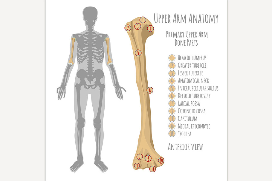 Male Forearm Bones Anatomy | Pre-Designed Photoshop Graphics ~ Creative