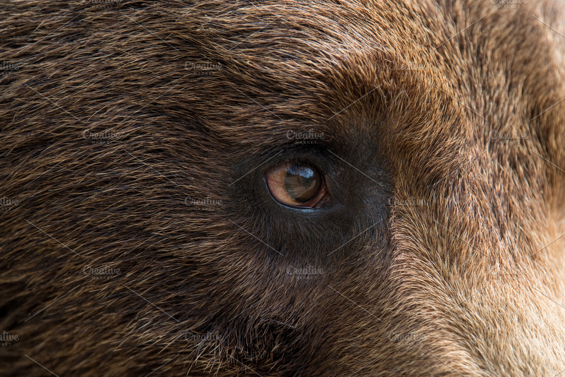 Bear eyes. Бурый медведь глаза. Глаза медведя. Глаза медведя крупным планом. Зрачки медведя.