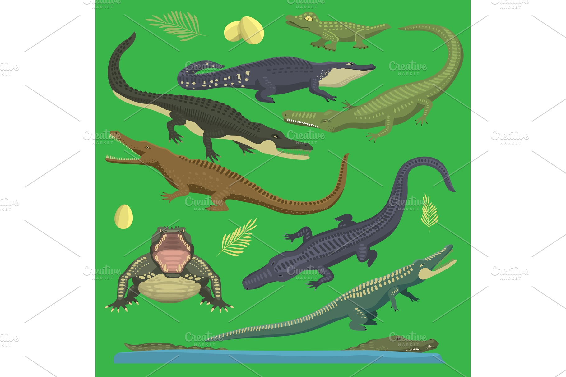 Crocodile alligator green vector reptile illustration of wild animals