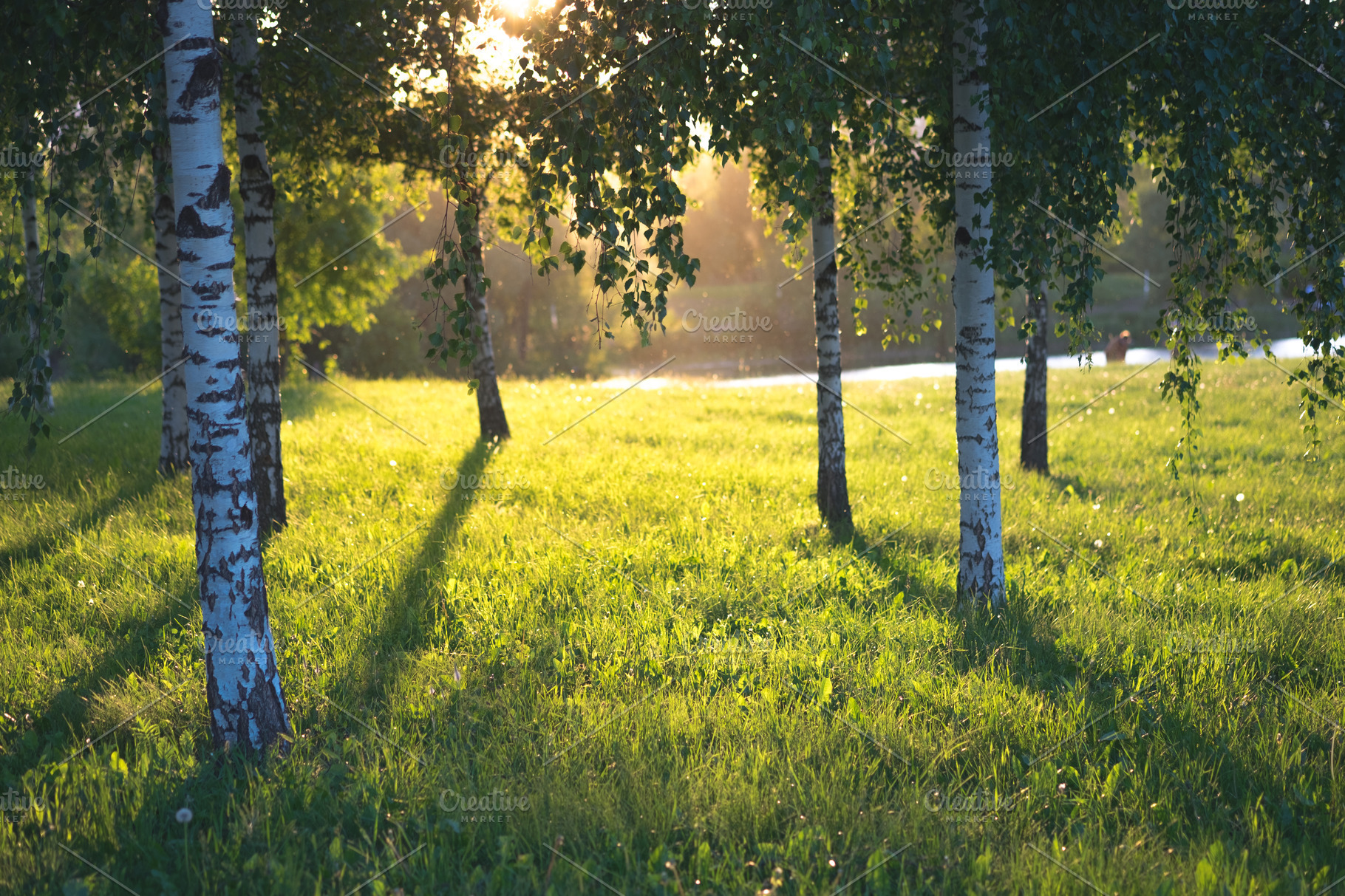 Summer Landscape Photography Of Birch Forest In Sunset Sunlight With