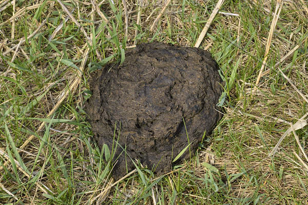 A cow cake in the grass manure of cattle containing shit, excrement ...