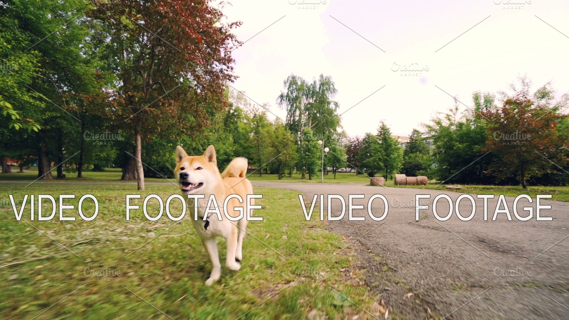 Slow Motion Portrait Of Cute Shiba Inu Dog Running In Park Enjoying Fresh Air And Nature Beautiful Trees And Lawns Busy City Street With Cars And Buildings Is Visible High Quality Animal