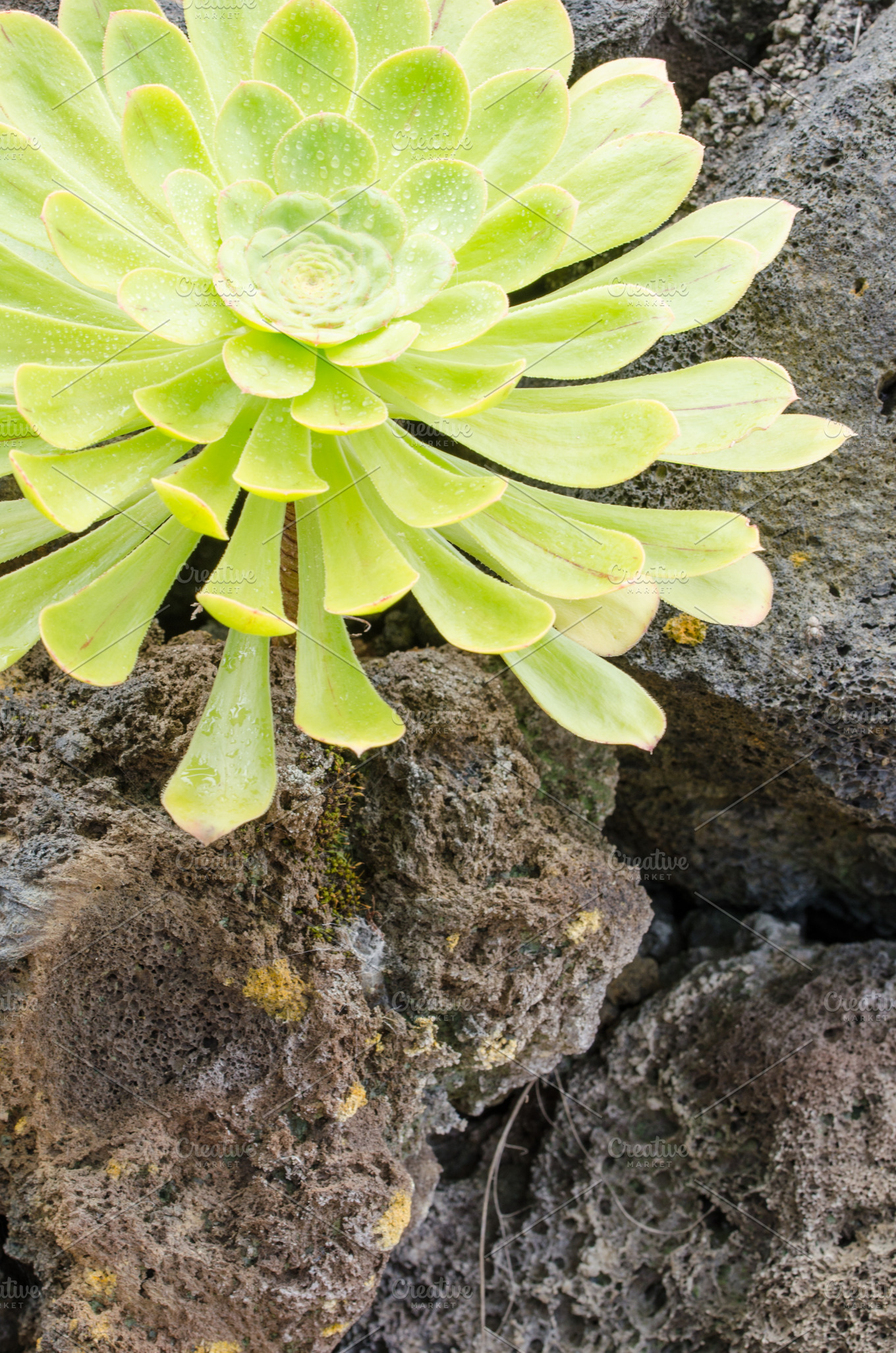 Aeonium typical flower of the canar featuring aeonium, canary, and