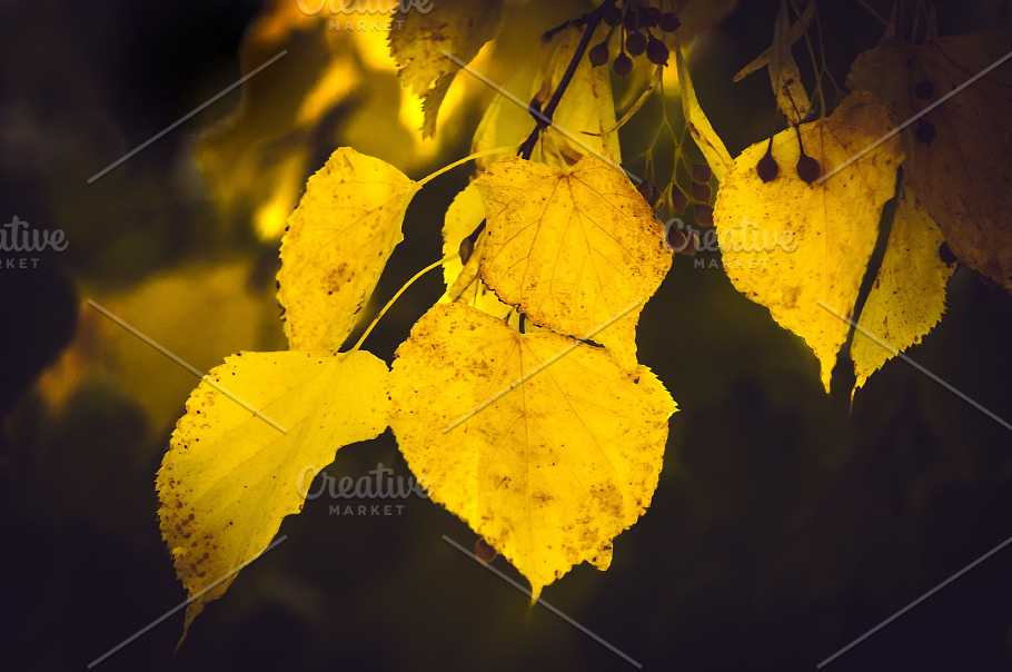 Golden Leaves Containing Fall Autumn And Plant High Quality Nature Stock Photos Creative Market