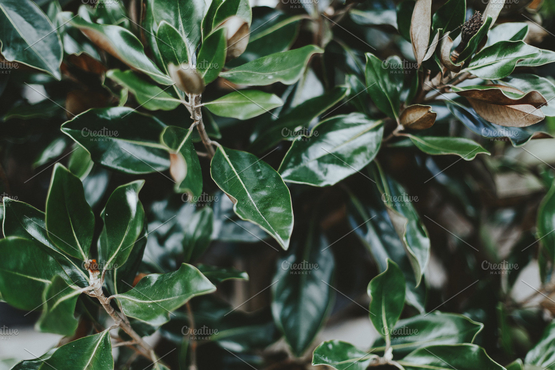 Array of Magnolia Leaves | Nature Stock Photos ~ Creative Market