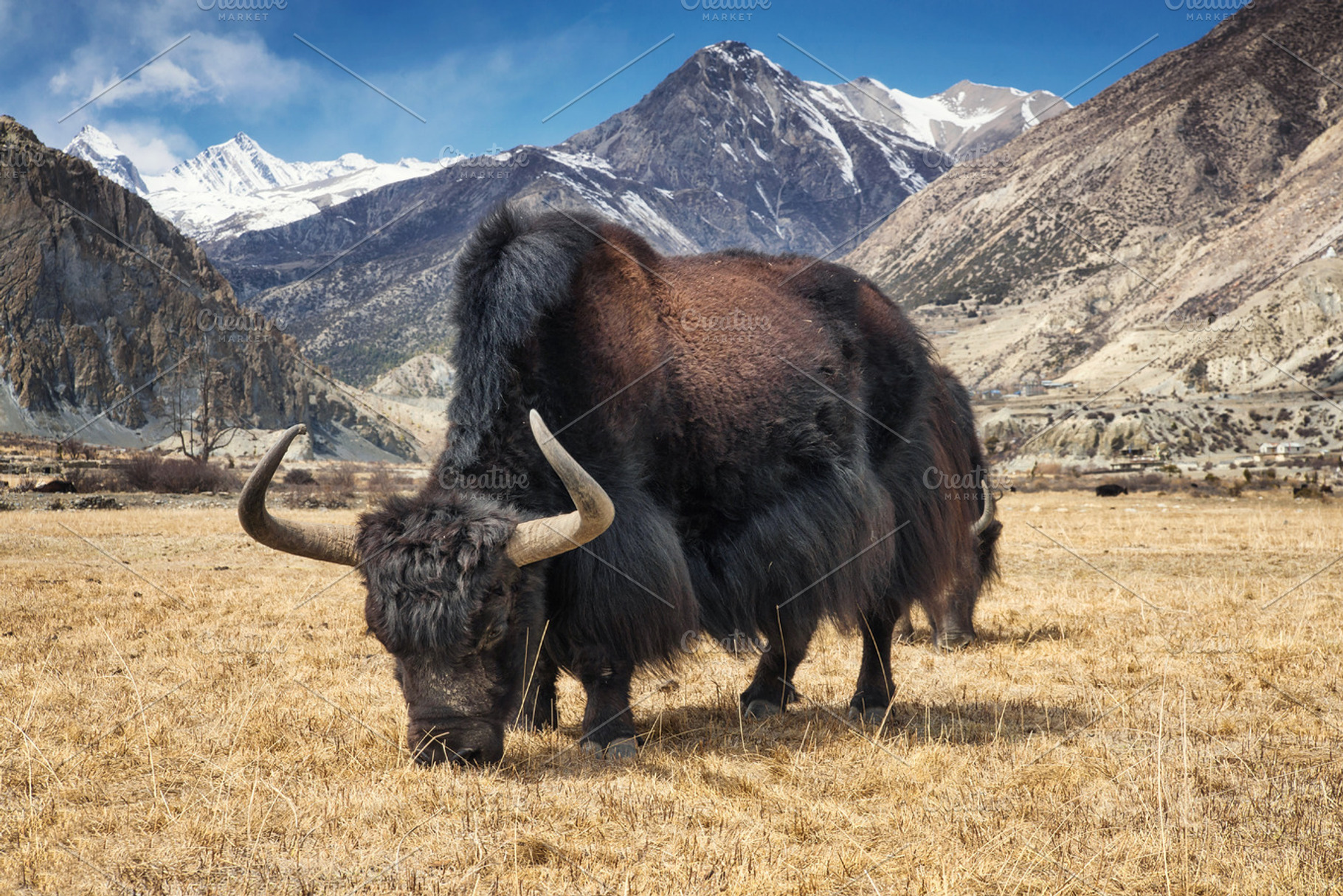 Yak | High-Quality Animal Stock Photos ~ Creative Market