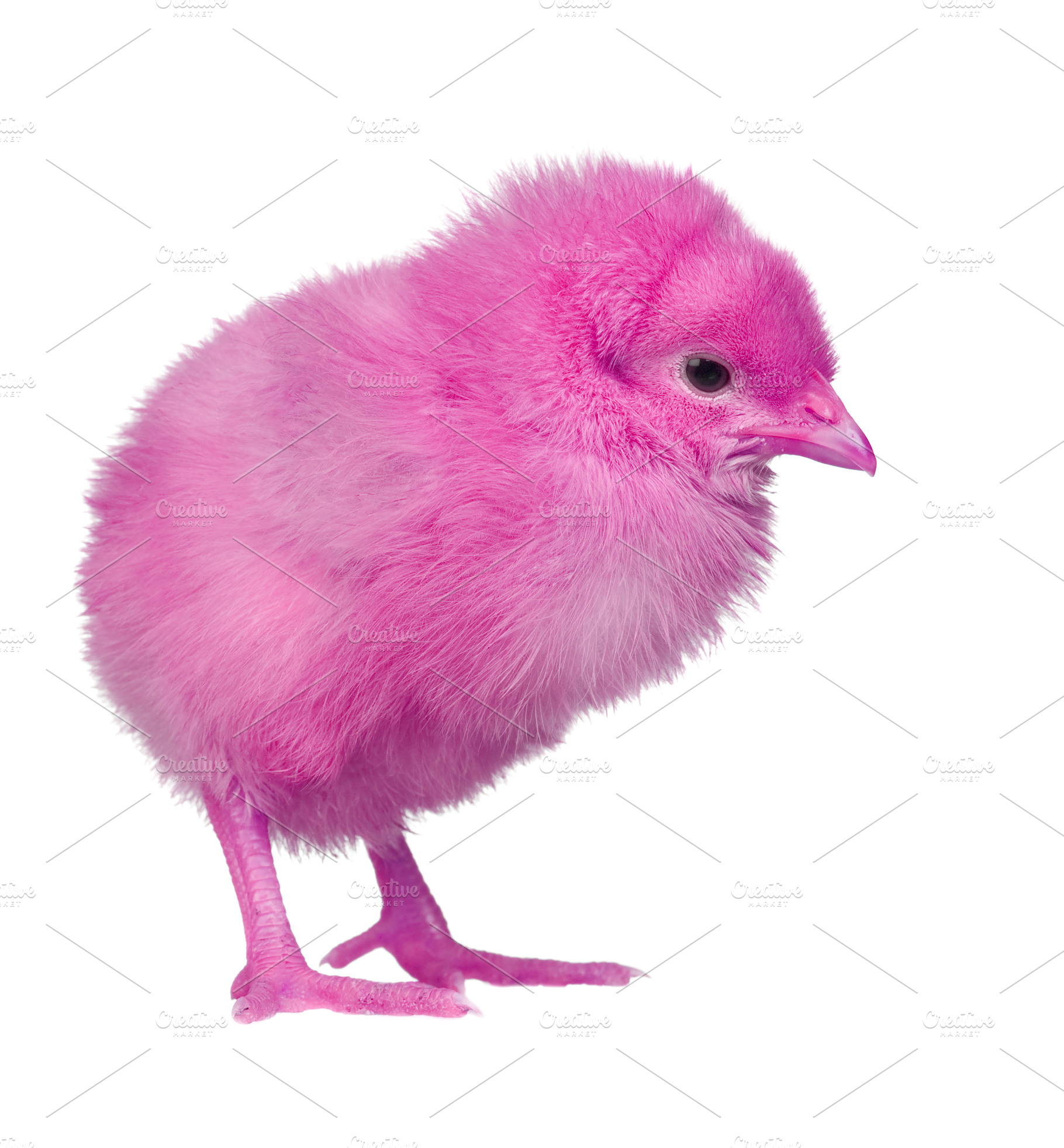 Pink chicken Animal Stock Photos Creative Market