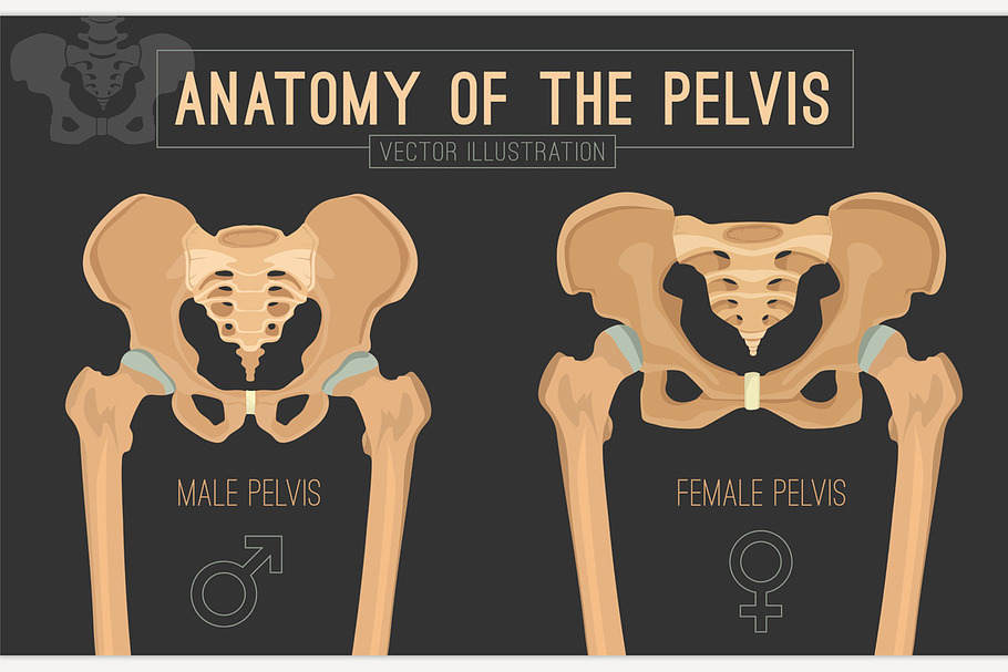 Female and male skeleton differences PreDesigned Graphics