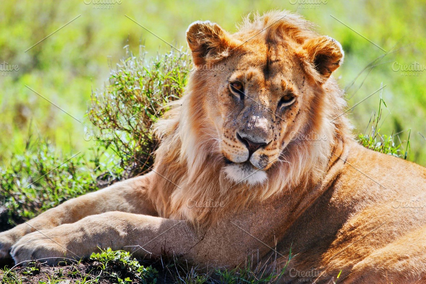 Adult lion lying on african savanna featuring lion, male, and king