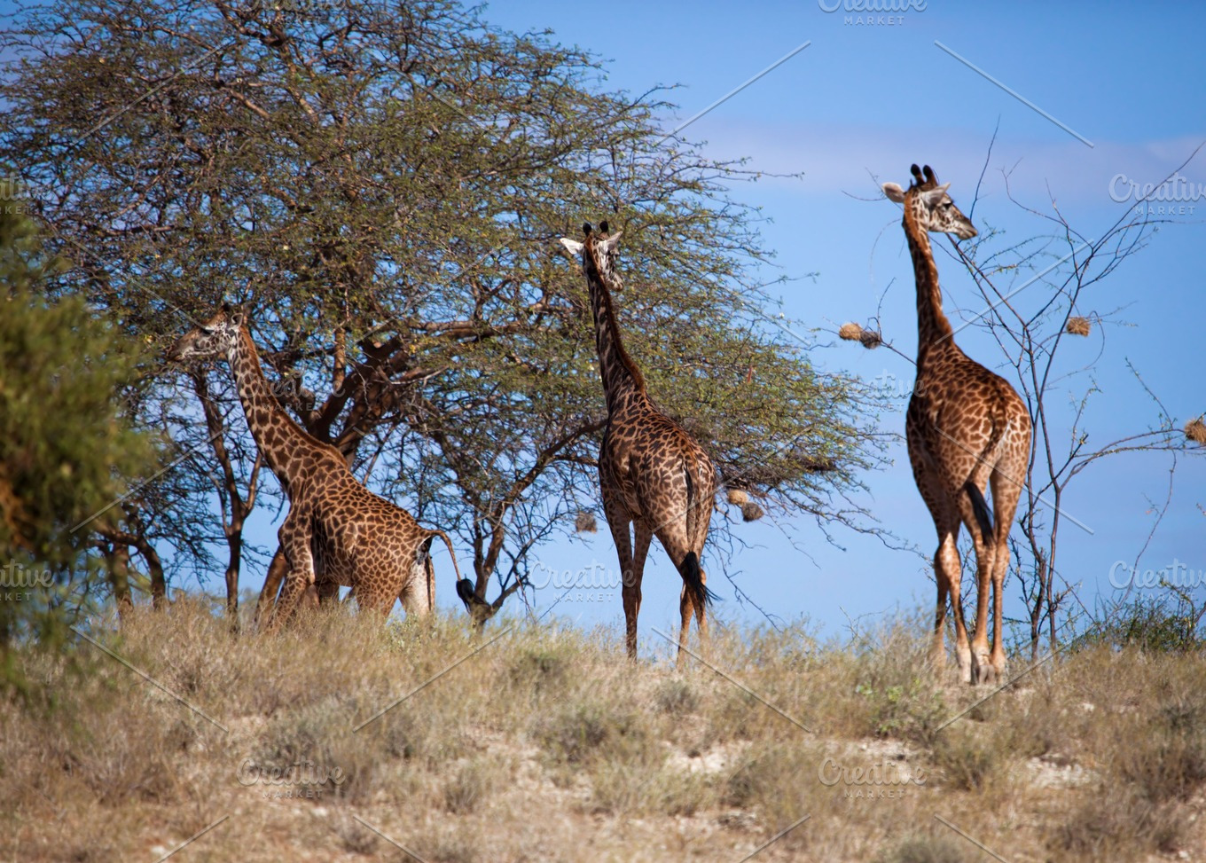 Three giraffes on african savanna | Animal Stock Photos ~ Creative Market