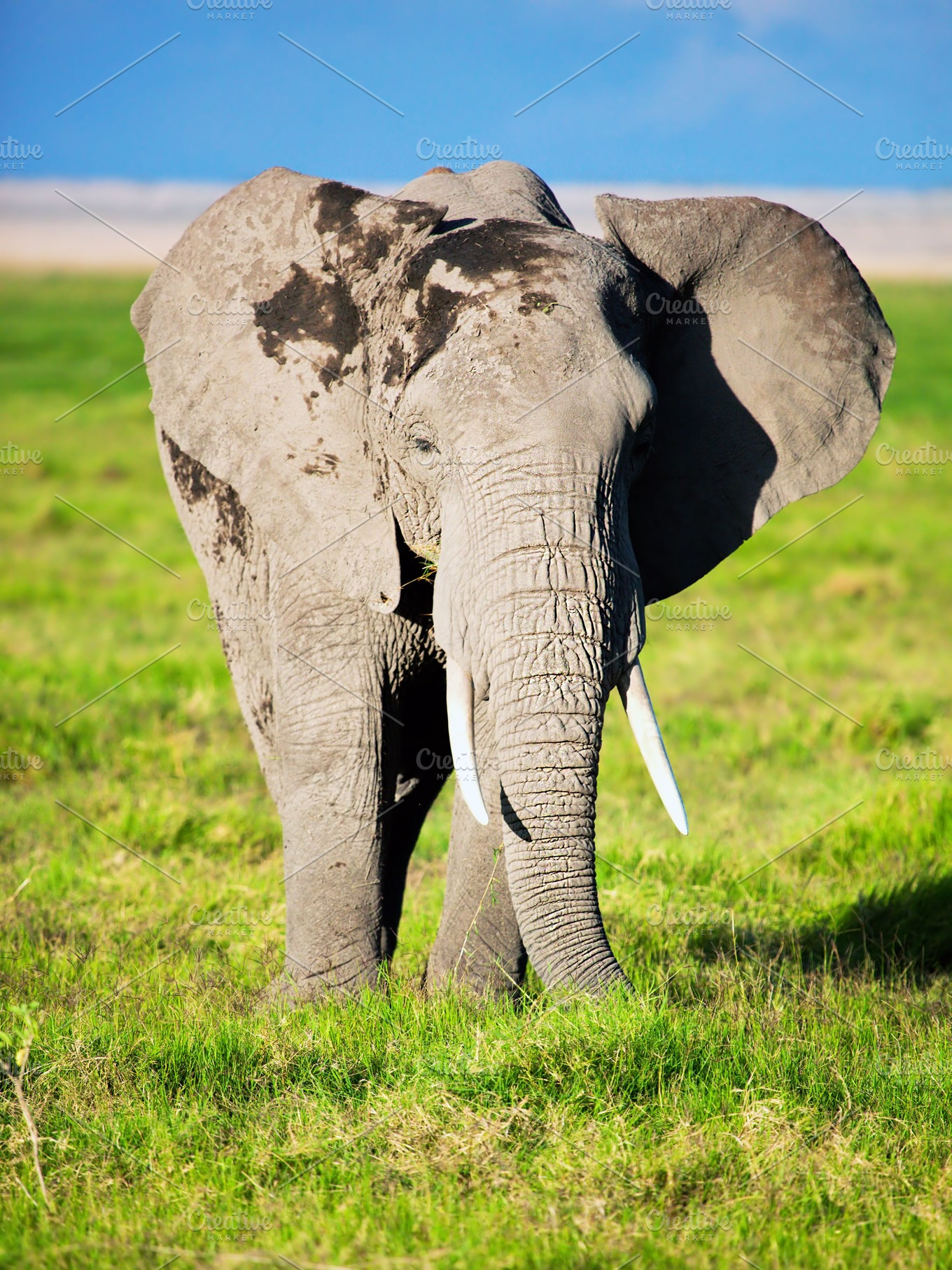 Elephant portrait on African savanna | High-Quality Animal Stock Photos