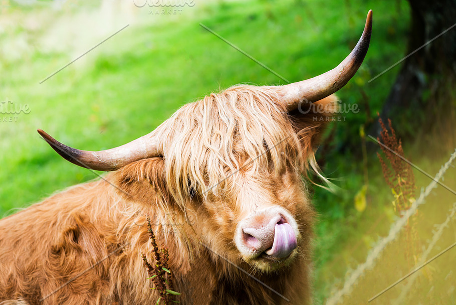 Funny hairy highland scottish cow featuring highland, cow, and scotland ...