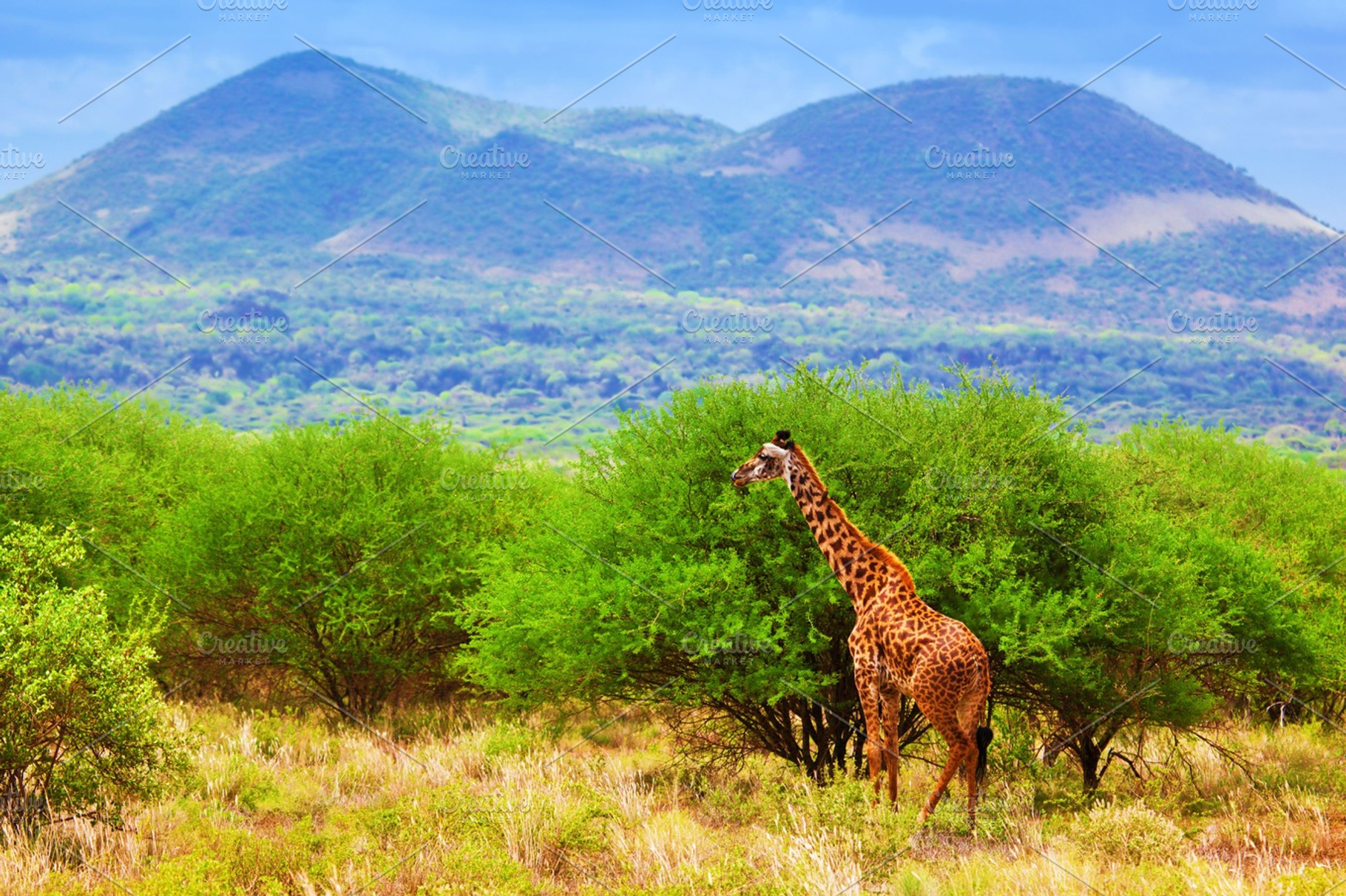 Giraffe standing on African savanna | High-Quality Animal Stock Photos