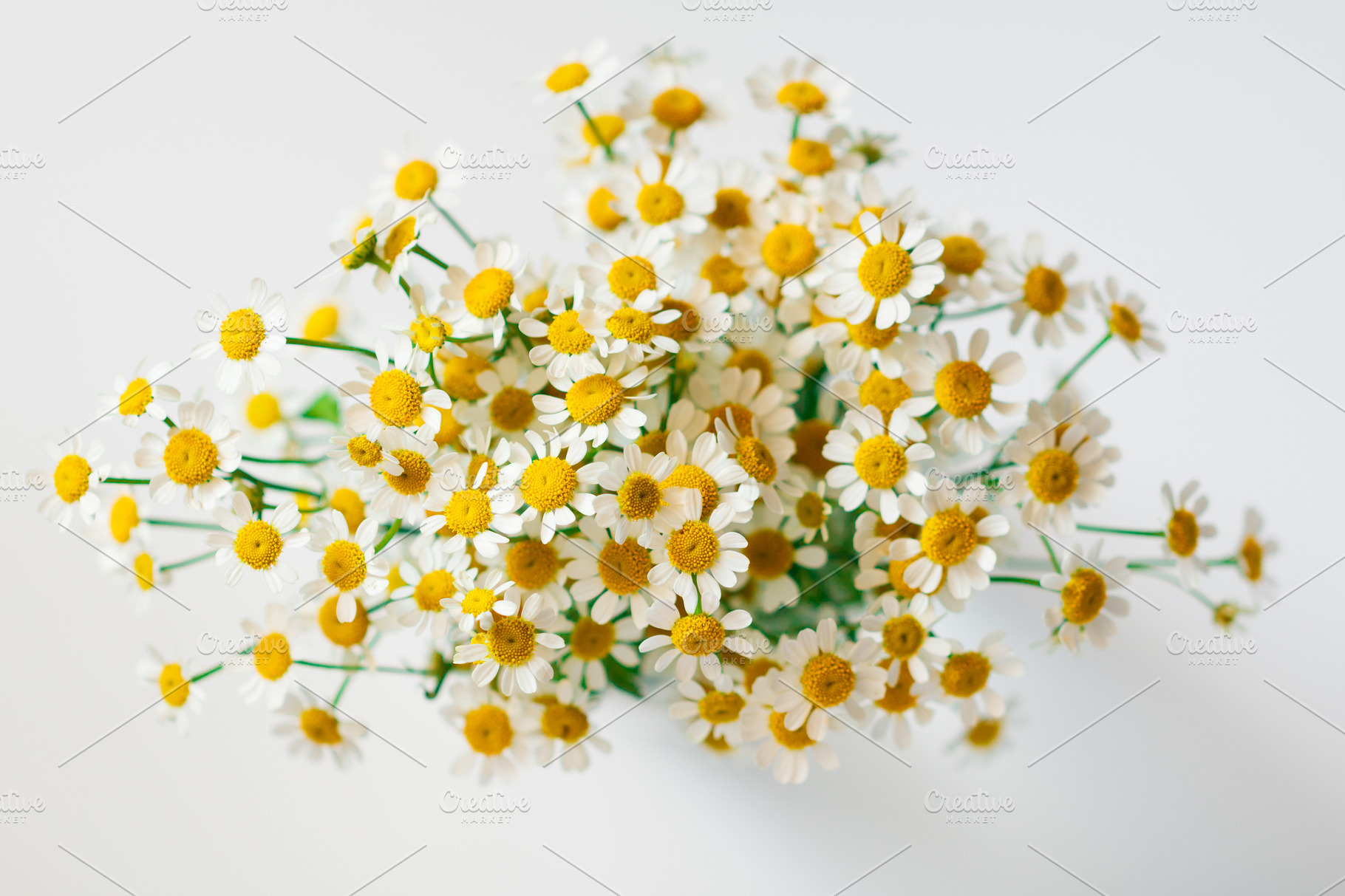 Macro photography of little daisy stock photo containing daisy and