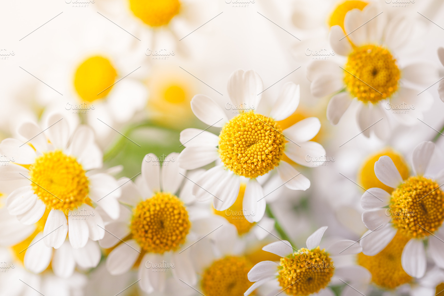 Macro photography of little daisy featuring daisy, background, and