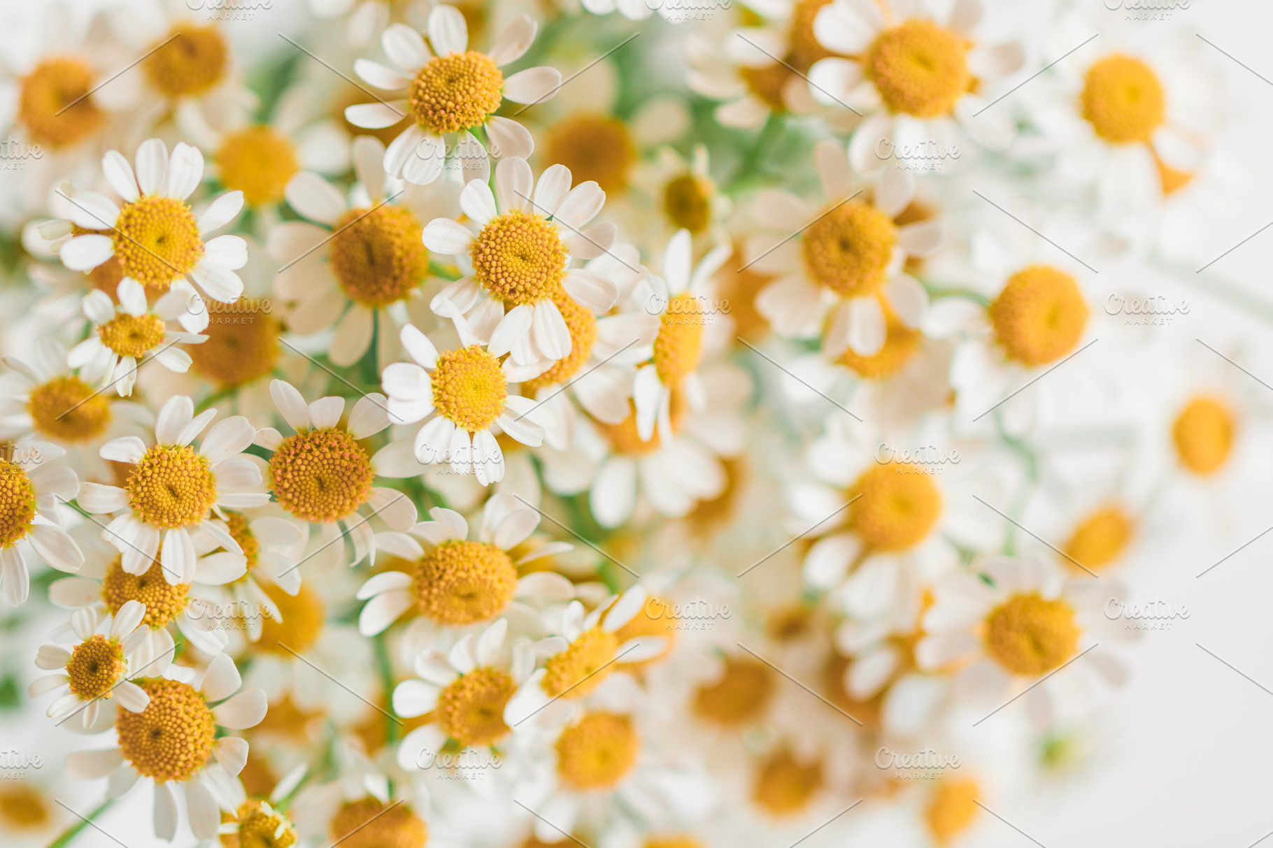 Macro photography of little daisy stock photo containing daisy and