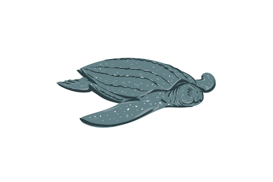 Leatherback Sea Turtle WPA Art | Animal Illustrations ~ Creative Market