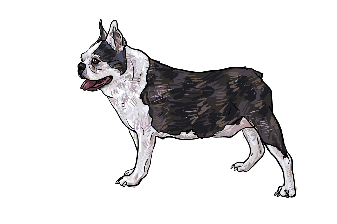 Drawing side of french bulldog | Pre-Designed Illustrator Graphics