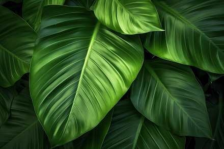 Dense Tropical Rain Forest, Costa Rica - Matt Tilghman Photography