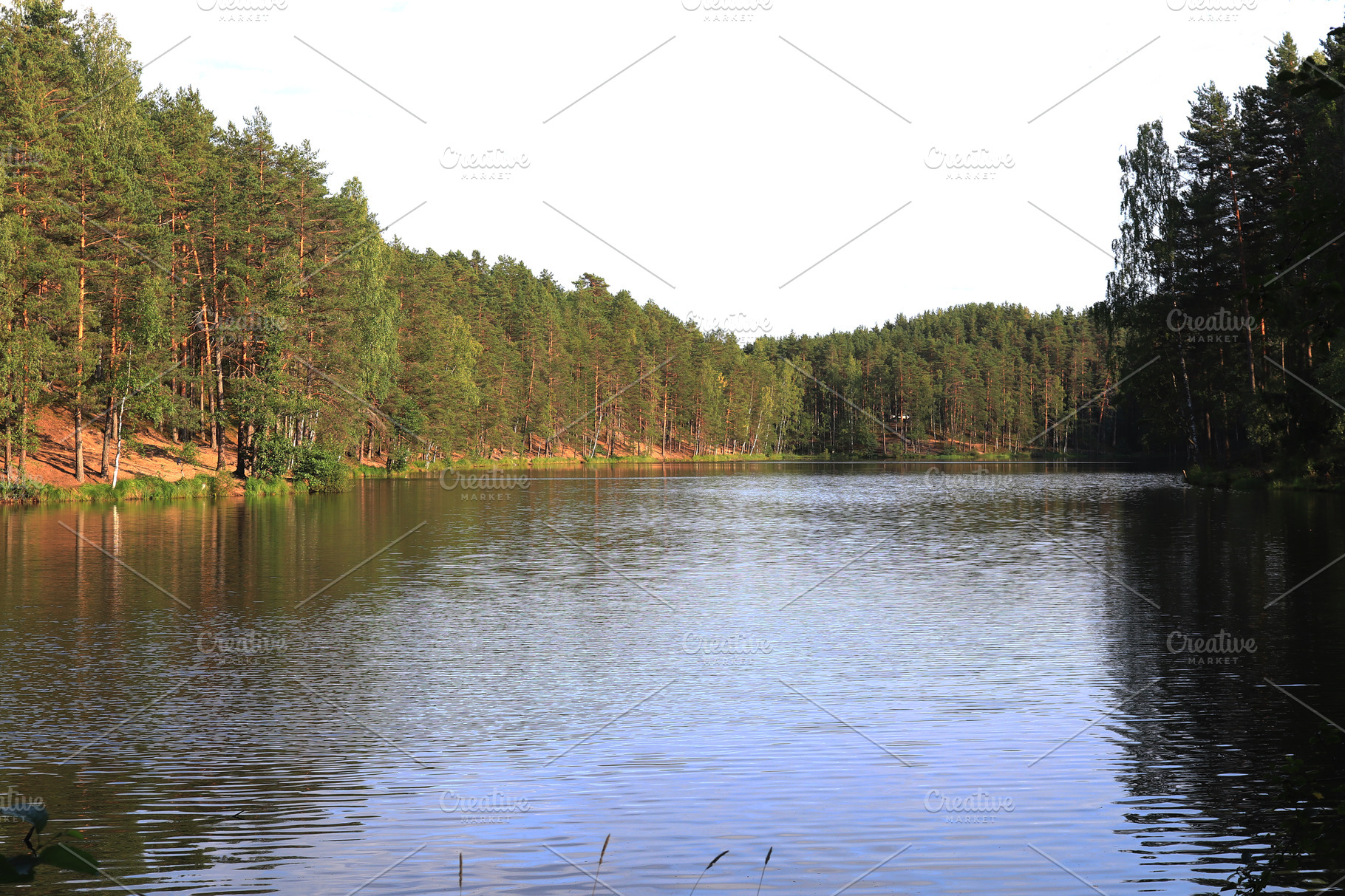 Pine forest around lake landscape | Nature Stock Photos ~ Creative Market