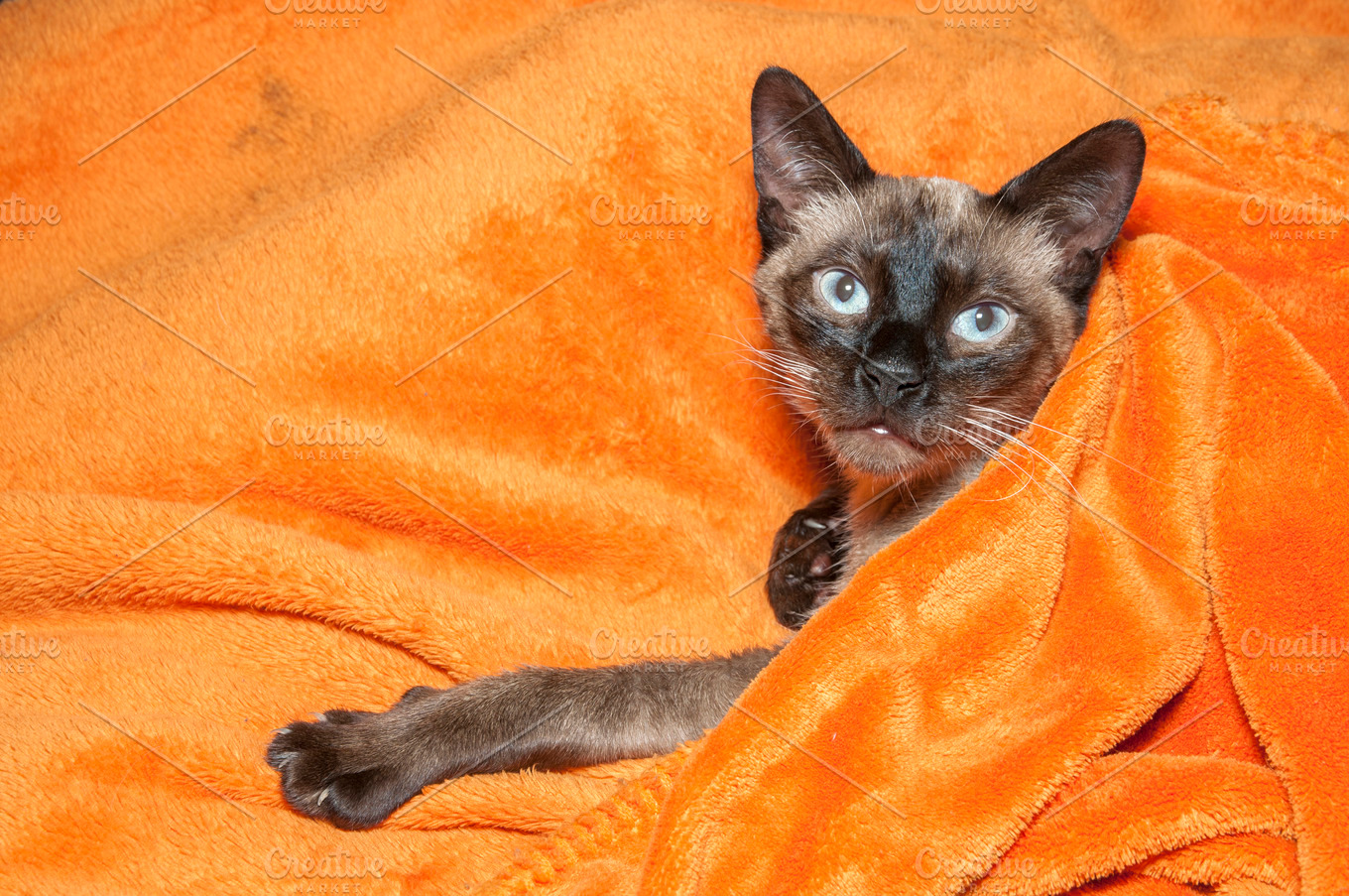 Cat covered with a blanket stock photo containing adorable and animal