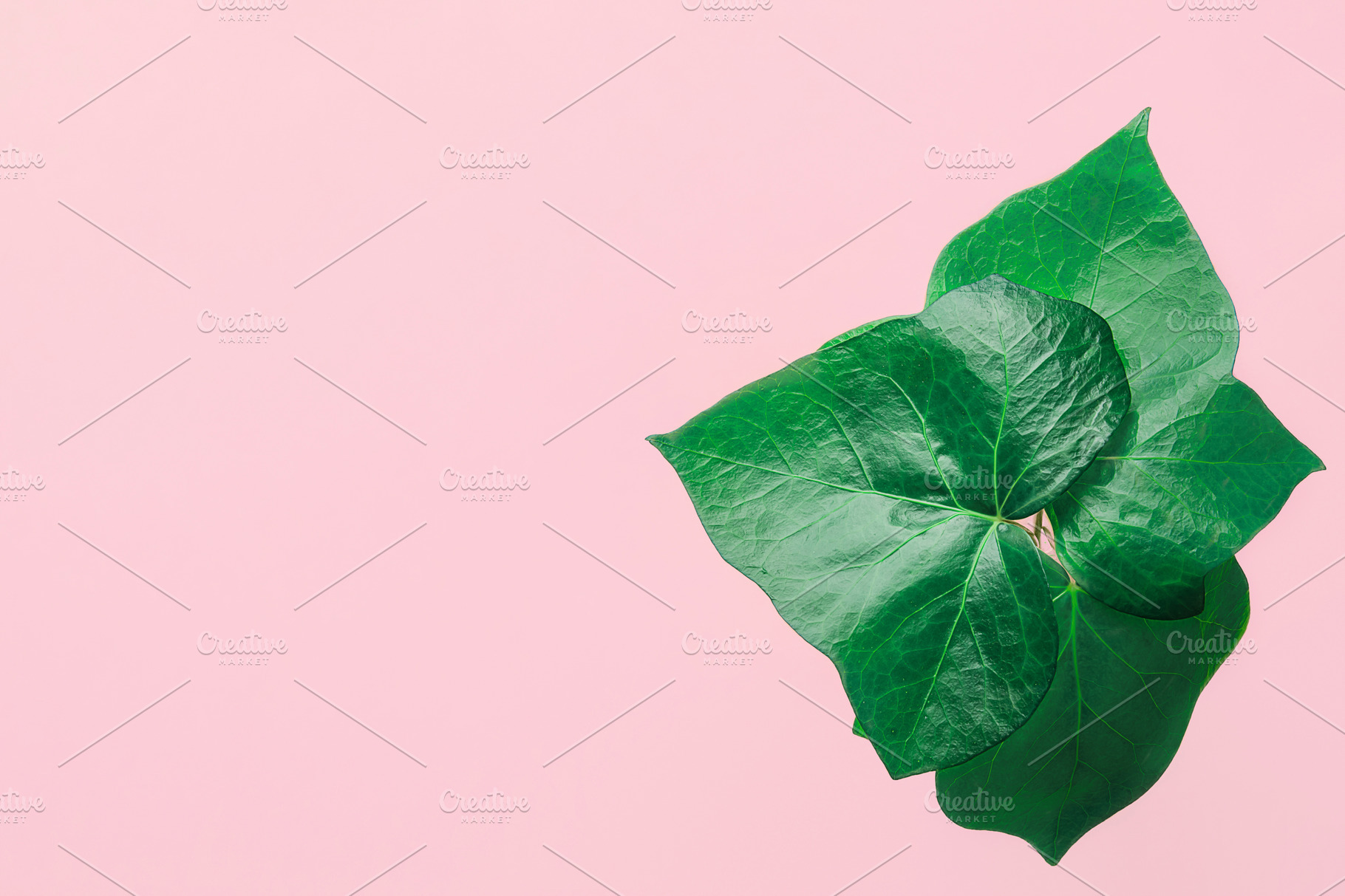 Potted Green Ivy Leaves on Pink | Beauty & Fashion Stock Photos