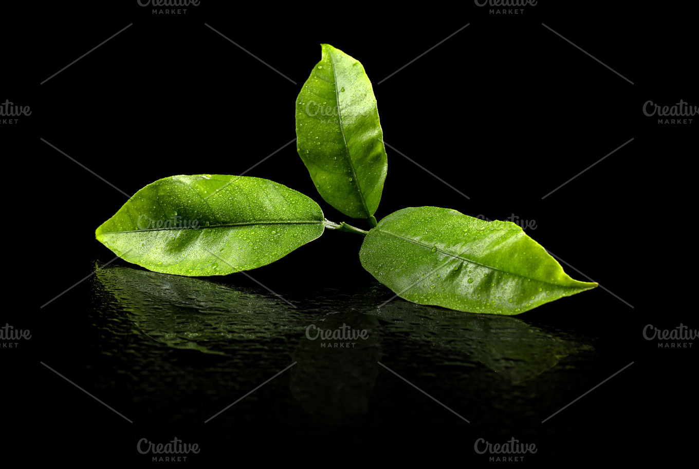 Green tea leaf containing tea, leaf, and green Food Images Creative