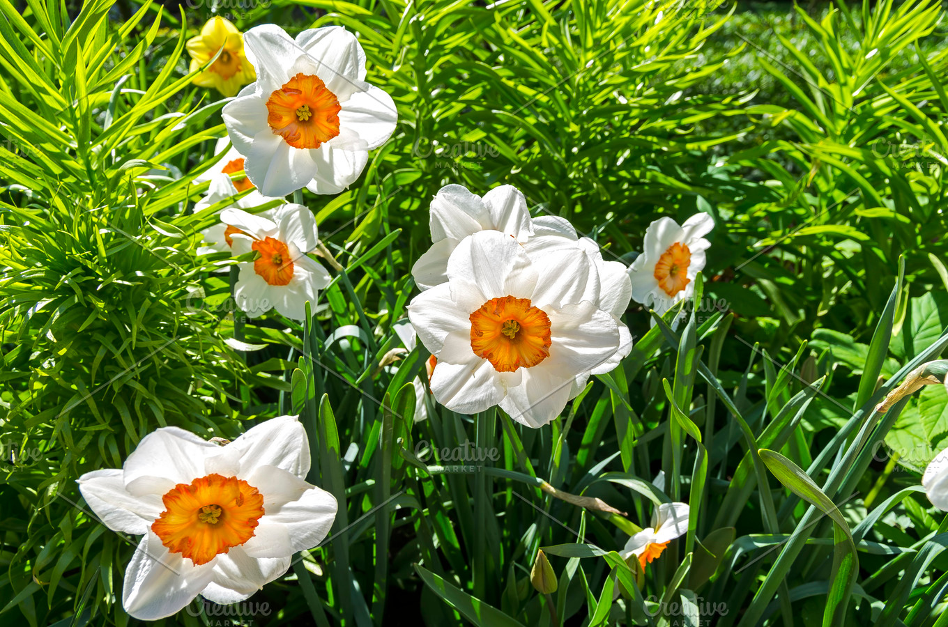 White daffodils in the flower bed. | Nature Stock Photos ~ Creative Market