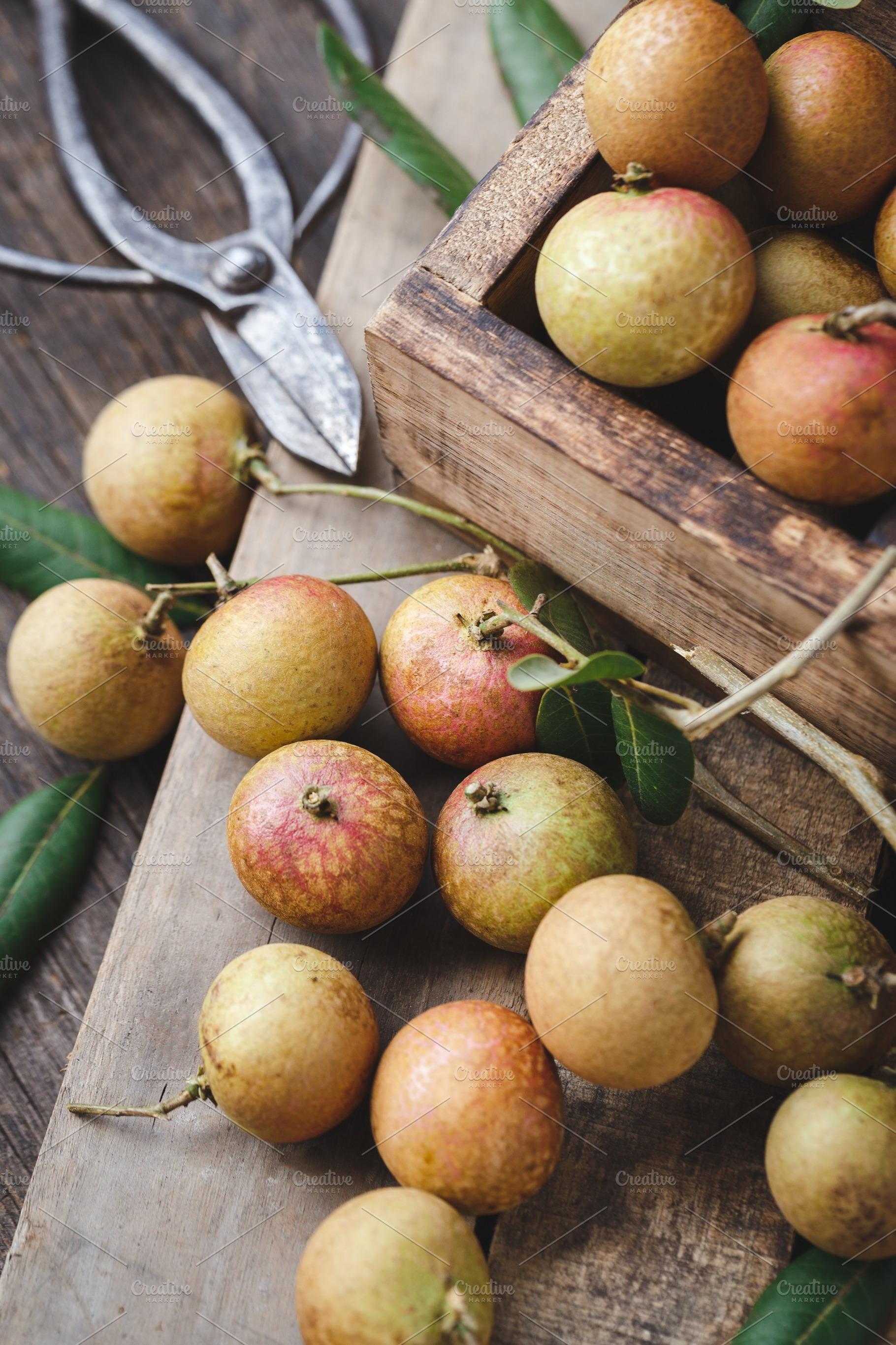 Fresh longan fruits stock photo containing food and nature High