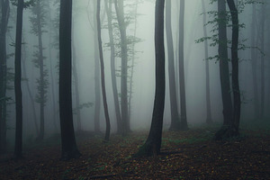 Fantasy forest with thick fog | High-Quality Nature Stock Photos ...