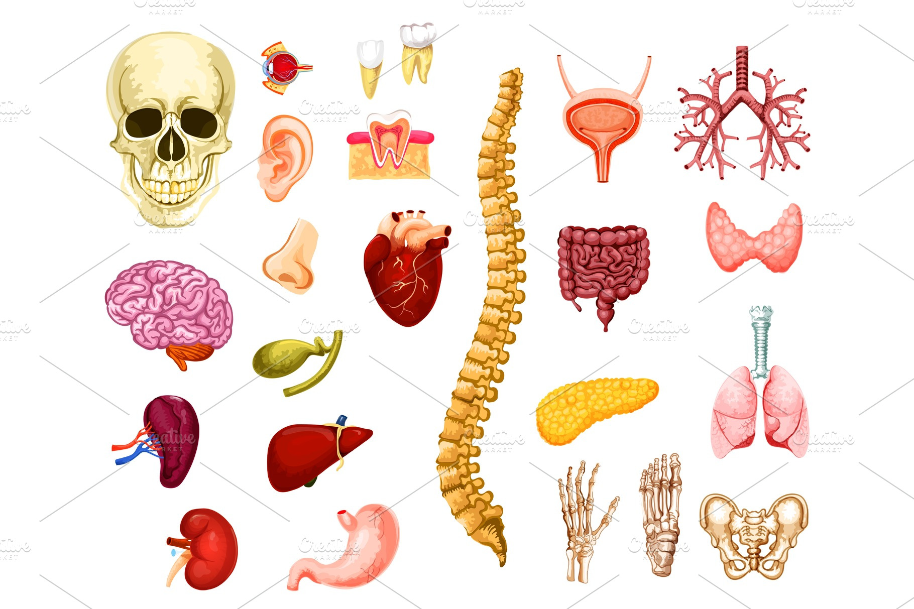 human-organs-joints-and-bones-healthcare-illustrations-creative-market