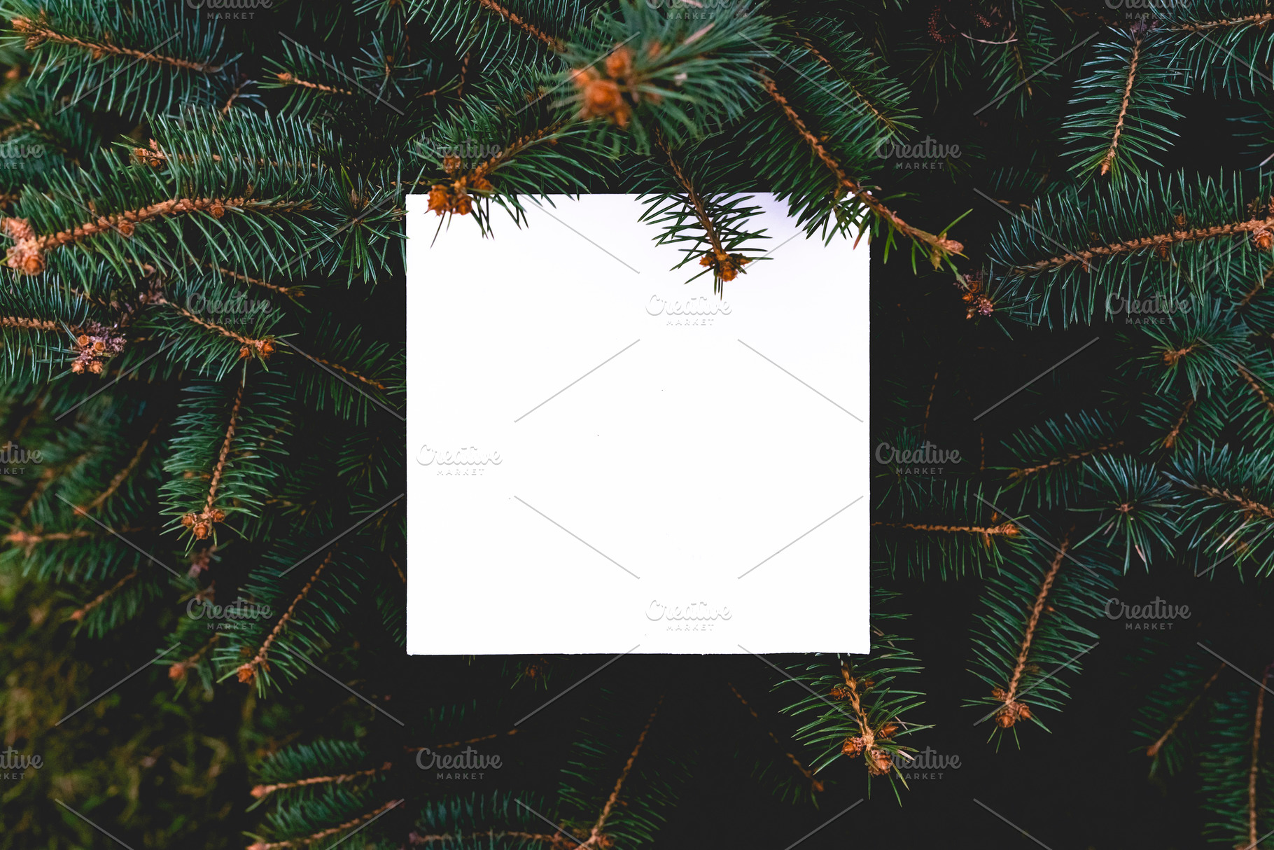 flat layout of dark moody pine tree | Background Stock Photos