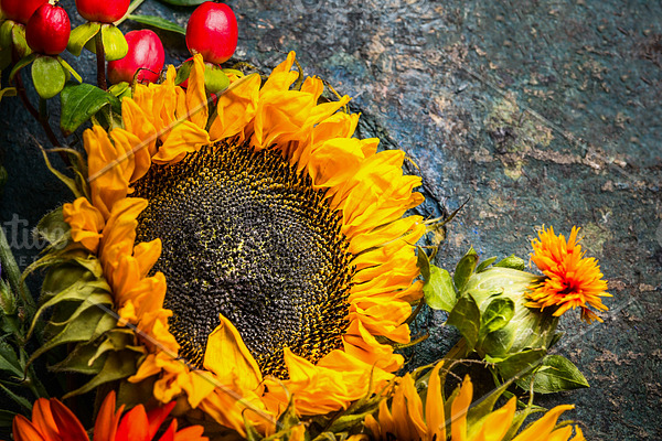 Rustic background with sunflower | High-Quality Nature Stock Photos