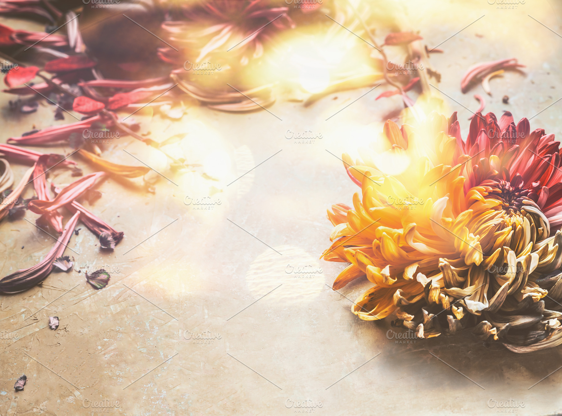 Autumn Flowers Layout High Quality Stock Photos Creative Market