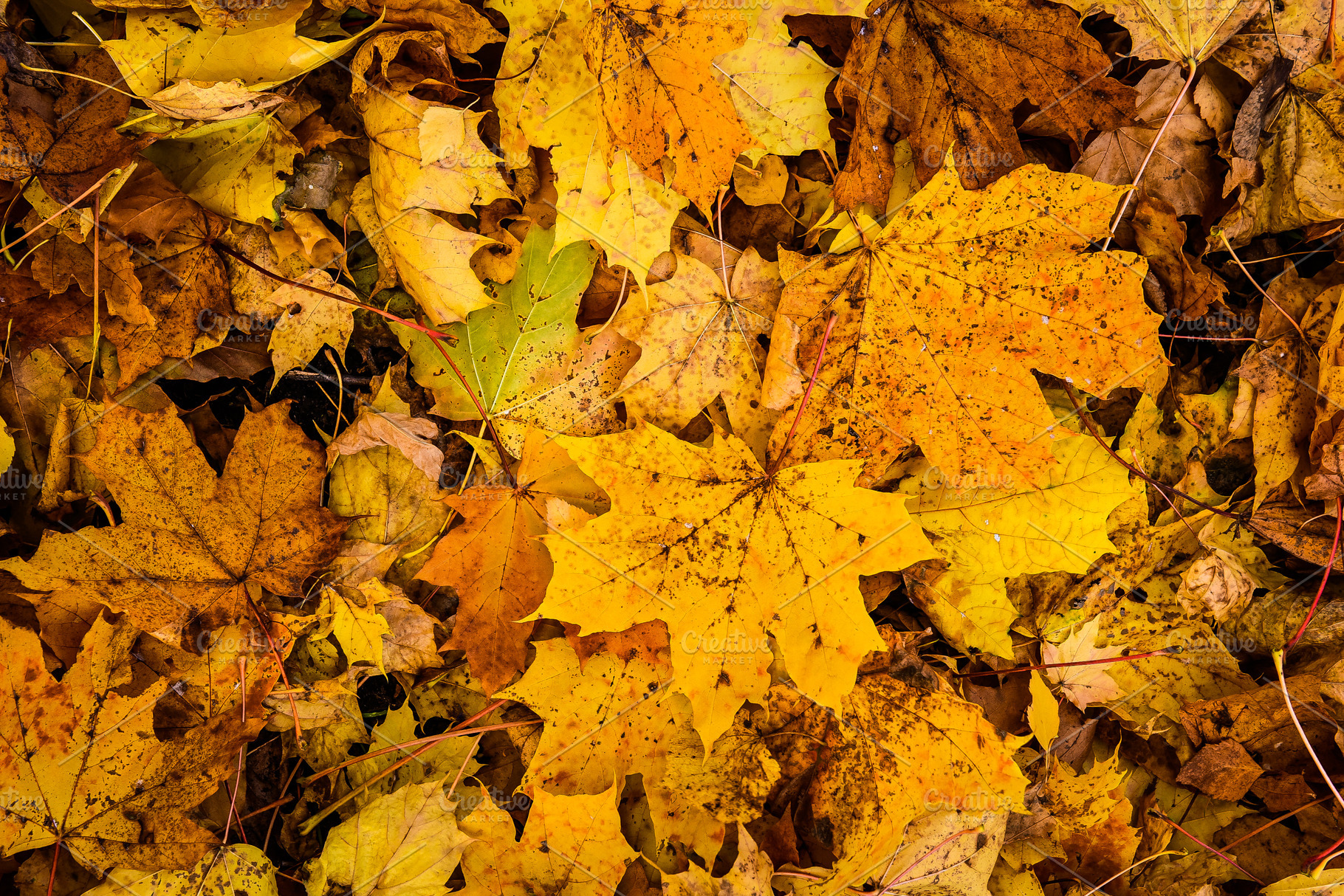 Maple Fallen Leaves Background Featuring Background Maple And Plant High Quality Abstract Stock Photos Creative Market