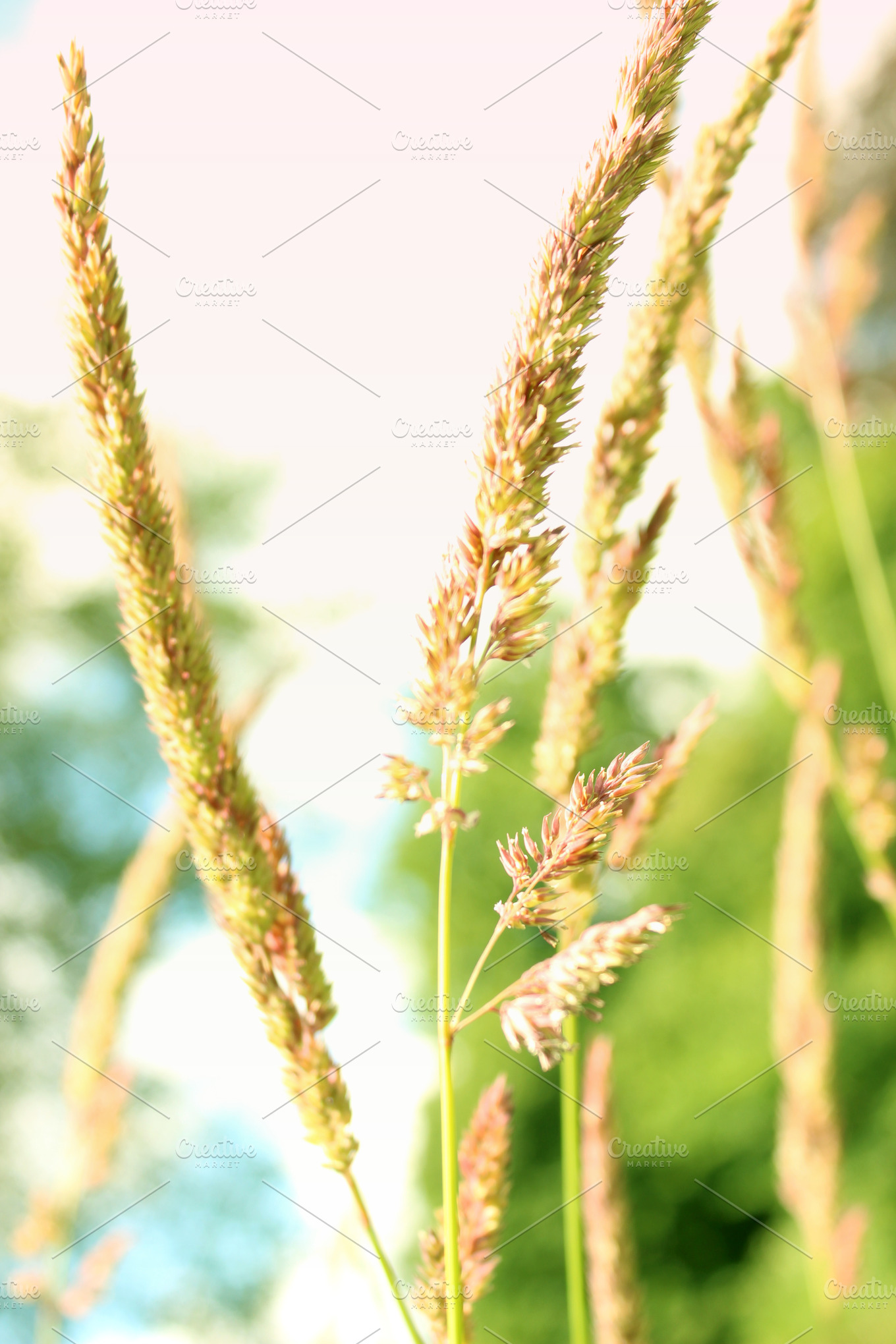 Purple Grass Seed Heads | Background Stock Photos ~ Creative Market