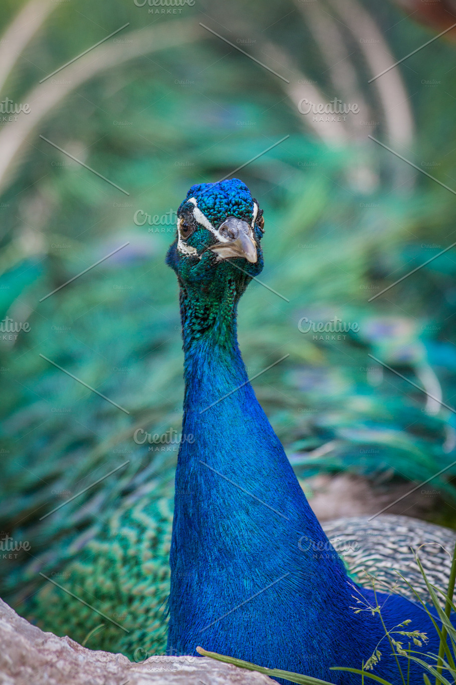 Peacock #10 - Exotic Bird | High-Quality Animal Stock Photos ~ Creative