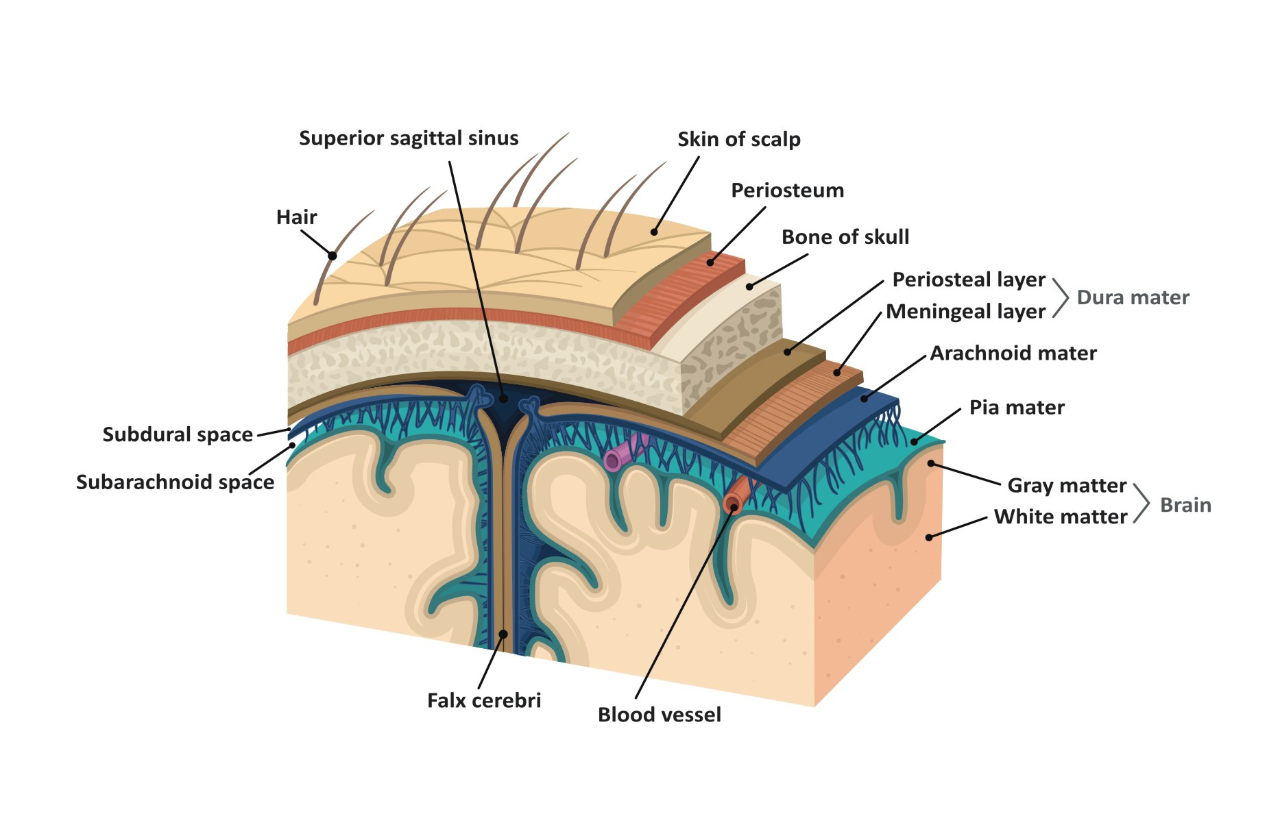 Meninges Human Brain Education Illustrations ~ Creative Market