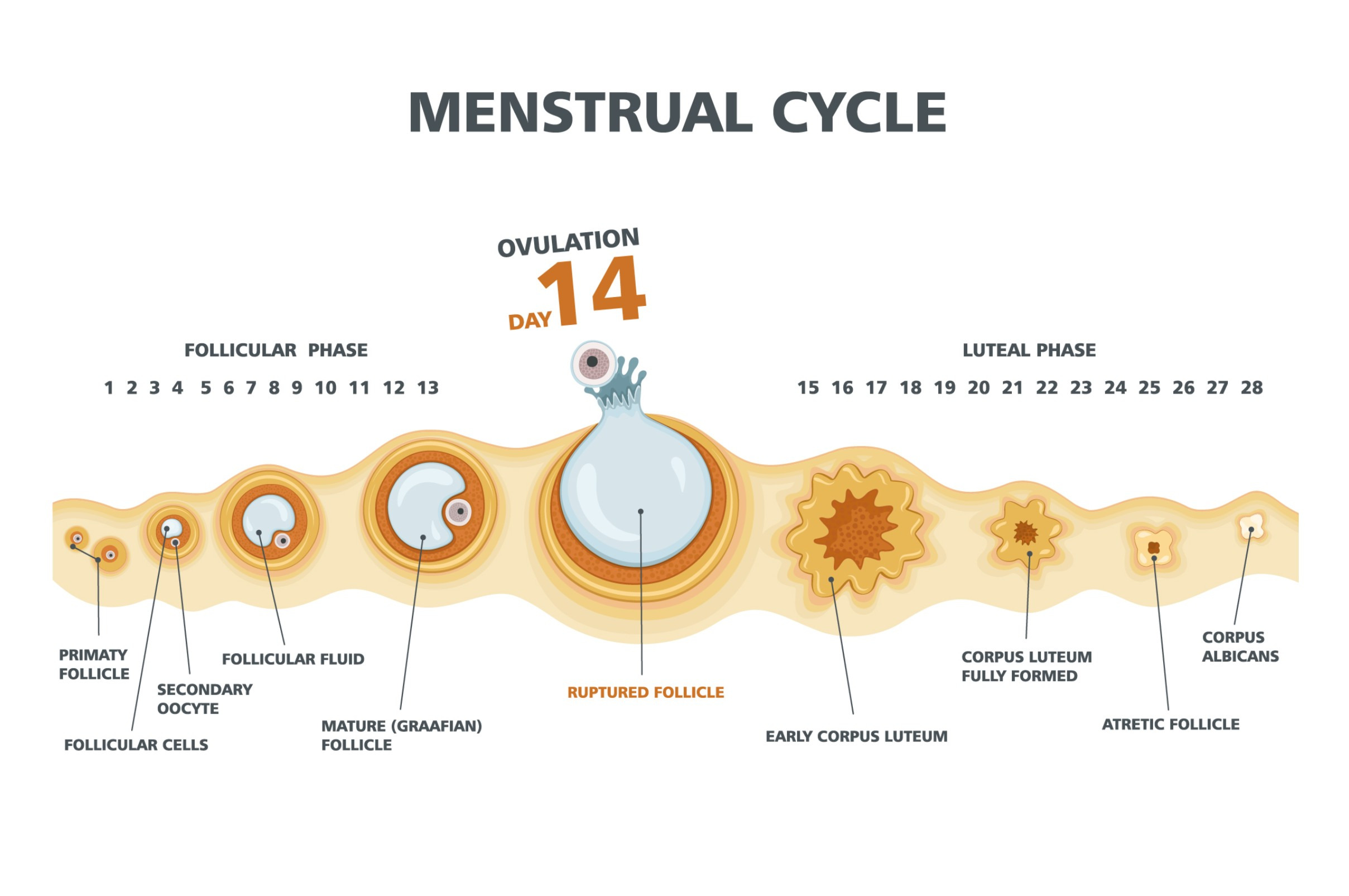 Ovulation Chart Education Illustrations ~ Creative Market 4205